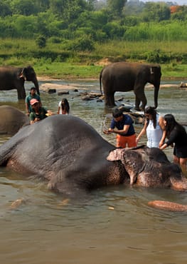 Sri Lanka Tour Itineraries 7 Days Pinnawala