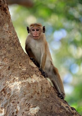 Sri Lanka Tour Itinerary 7 Days Yala