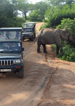 Sri Lanka Tour Itinerary 7 Days Yala