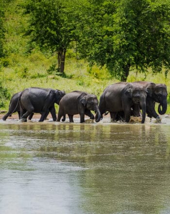 17-Day Sri Lanka Heritage, Wildlife & Beach Escape