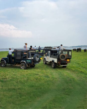 Kaudulla National Park Day Tour