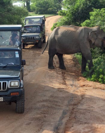 Yala National Park Day Tour