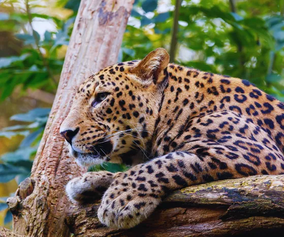 Sri Lanka Travel Tour Packages