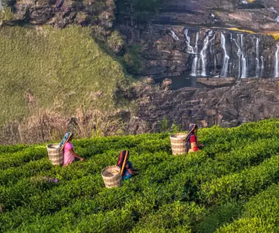 Sri Lanka landscape
