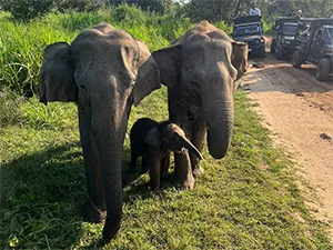 Happy travellers on Sri Lanka tour